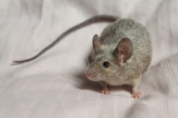 Dansk mus og gerbil foreningen roan mus