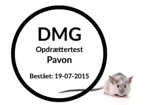 Pavon copy